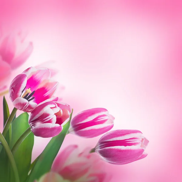 Tulips floral background — Stock Photo, Image