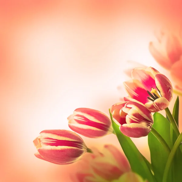 Tulips floral background — Stock Photo, Image