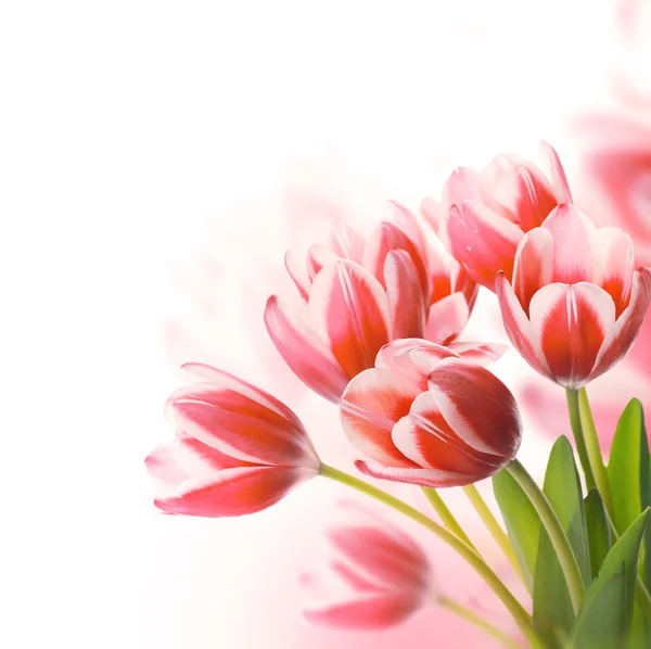Tulips floral background — Stock Photo, Image