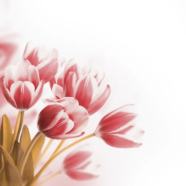 Tulpen blumiger Hintergrund — Stockfoto