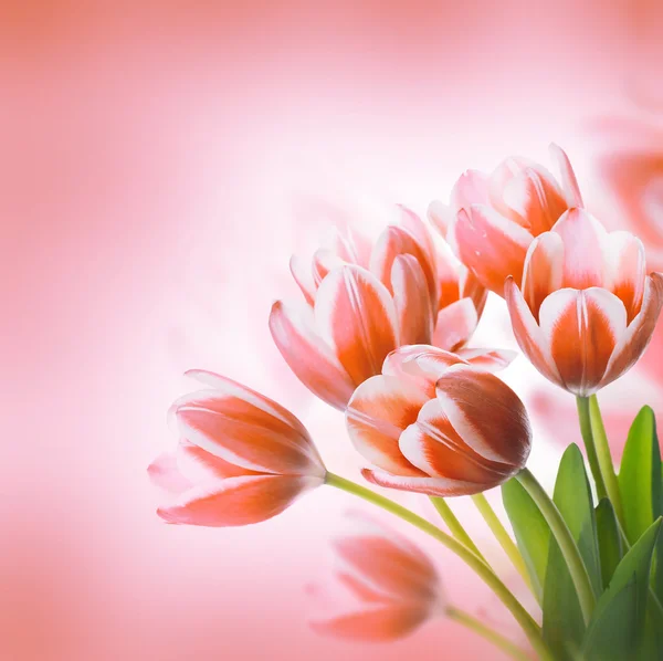 郁金香花卉背景 — 图库照片