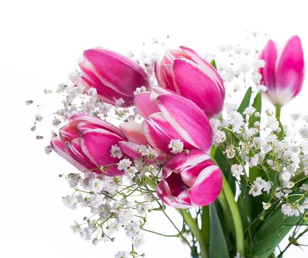 Tulips bloom — Stock Photo, Image