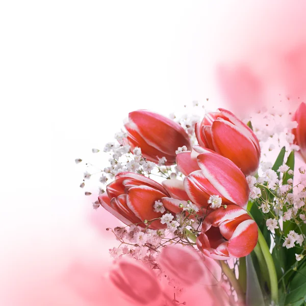 Tulipani fioriscono — Foto Stock