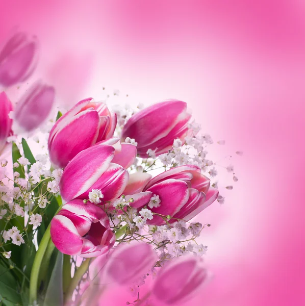 Tulpen bloeien — Stockfoto