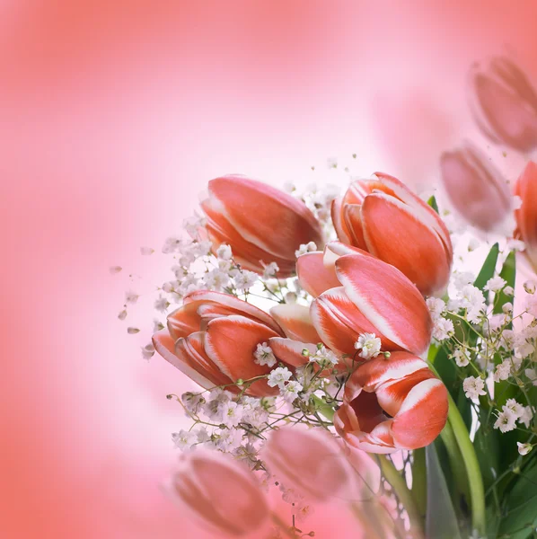 Los tulipanes florecen — Foto de Stock