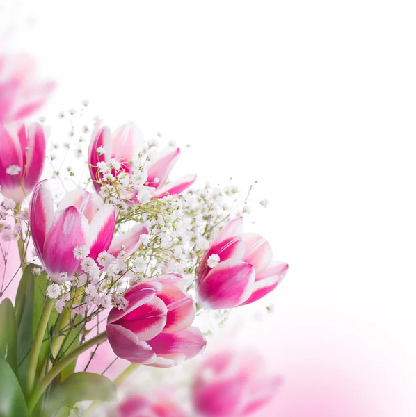 Los tulipanes florecen — Foto de Stock