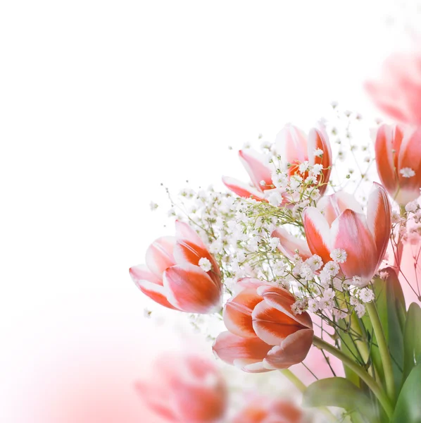 Tulips bloom — Stock Photo, Image