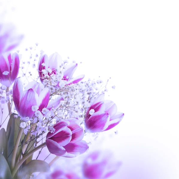 Цветение тюльпанов — стоковое фото