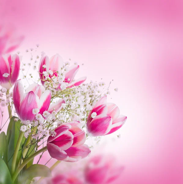 Tulpen bloeien — Stockfoto