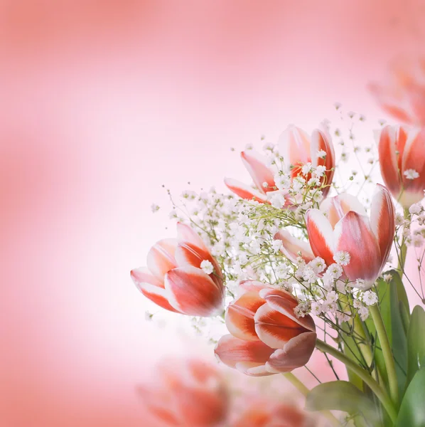 Tulpen bloeien — Stockfoto