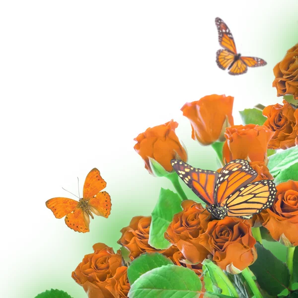 Floral background and butterfly — Stock Photo, Image