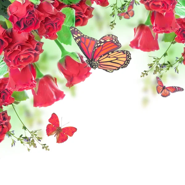 Fundal floral și fluture — Fotografie, imagine de stoc