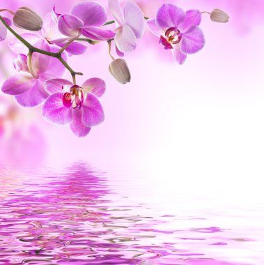 tropikal orkide çiçek arka plan