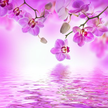 tropikal orkide çiçek arka plan