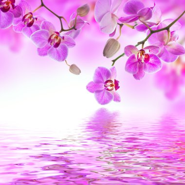 tropikal orkide çiçek arka plan