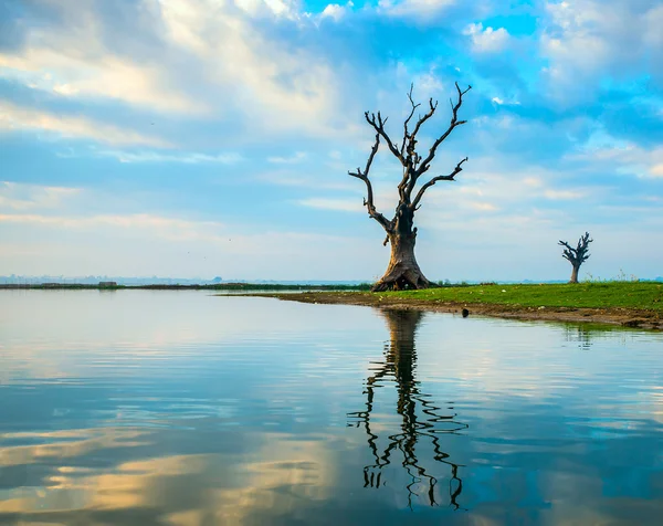 Eenzame boom op een meer in myanmar — Stockfoto