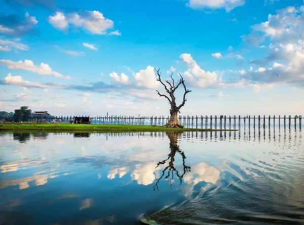 Samotne drzewo na jeziorze w myanmar — Zdjęcie stockowe