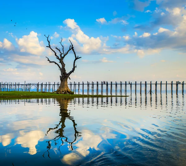 Eenzame boom op een meer in myanmar — Stockfoto