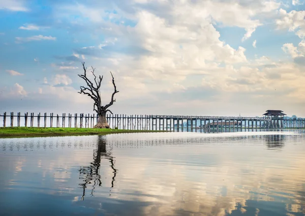 Árbol solitario en un lago en Myanmar — Foto de Stock