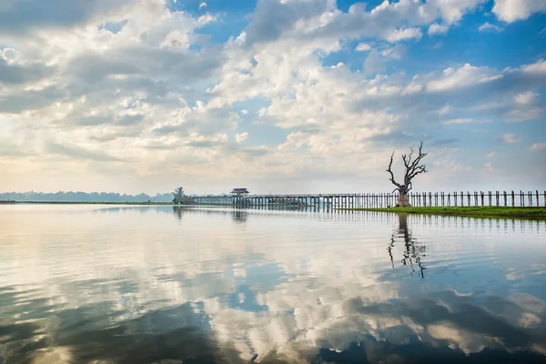 Árbol solitario en un lago en Myanmar —  Fotos de Stock