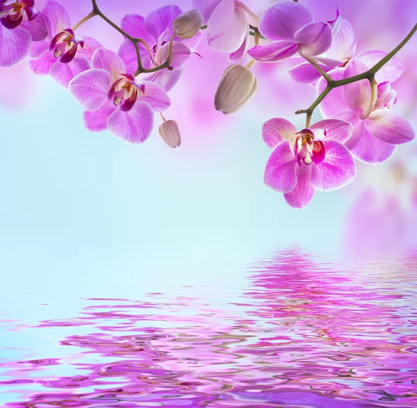 Fondo floreale di orchidee tropicali — Foto Stock