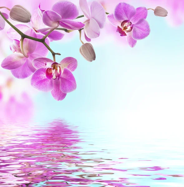 Floral bakgrund av tropiska orkidéer — Stockfoto