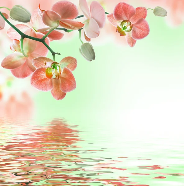 热带兰花的花卉背景 — 图库照片