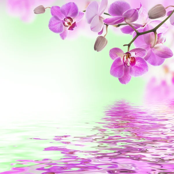 热带兰花的花卉背景 — 图库照片