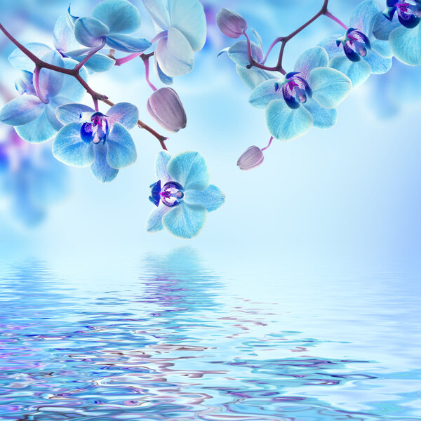 Цветочный фон тропических орхидей
