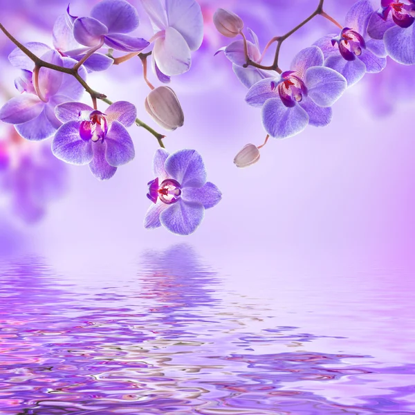 Fondo floreale di orchidee tropicali — Foto Stock