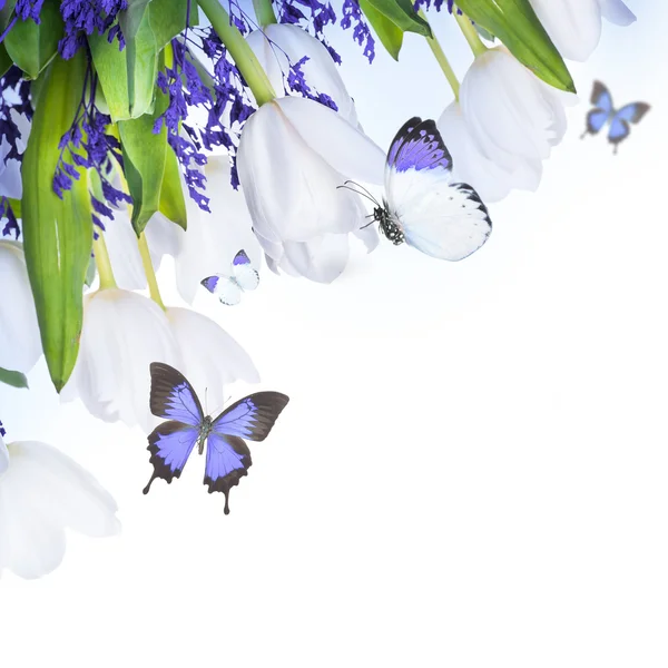 Tulipes blanches avec herbe bleue et papillon — Photo