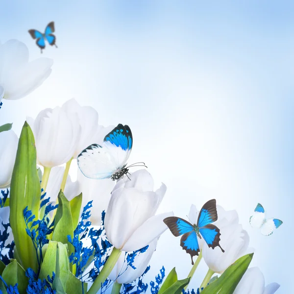 Tulipas brancas com grama azul e borboleta — Fotografia de Stock