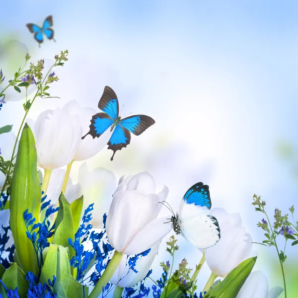 Tulipas brancas com grama azul e borboleta — Fotografia de Stock