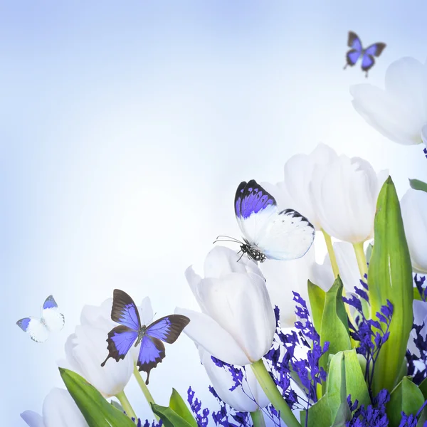 Weiße Tulpen mit blauem Gras und Schmetterling — Stockfoto