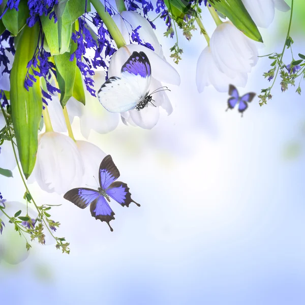 Tulipanes blancos con hierba azul y mariposa — Foto de Stock