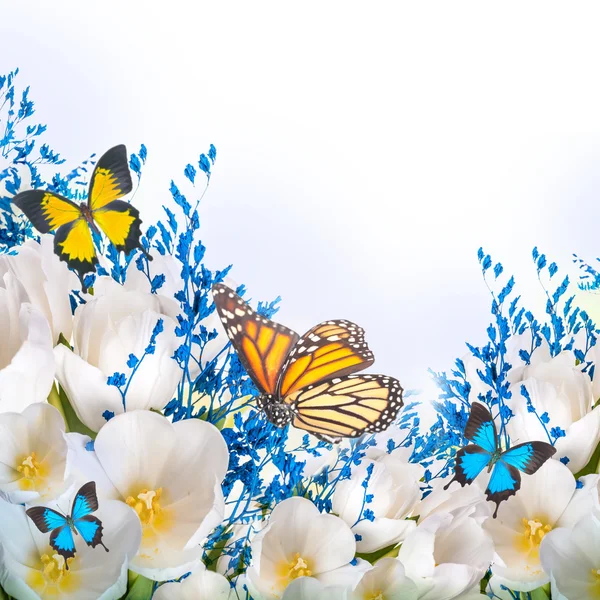 Weiße Tulpen mit blauem Gras und Schmetterling — Stockfoto