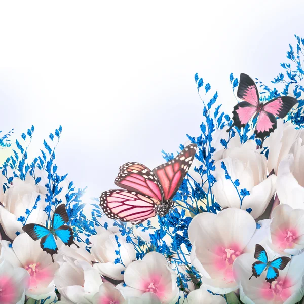 White tulips with blue grass and butterfly — Stock Photo, Image