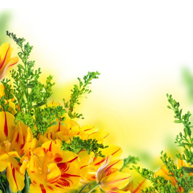 yeşil çim ile kırmızı lale