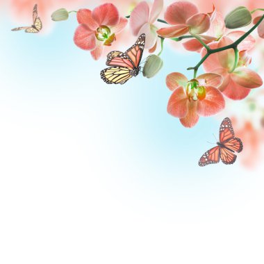 Tropik orkideler ve kelebek çiçek arka plan