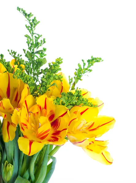 Yellow tulips — Stock Photo, Image