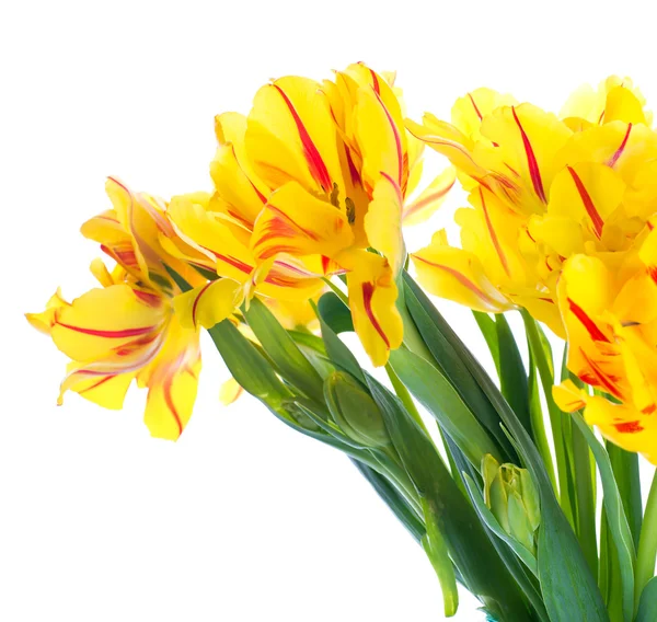 Gelbe Tulpen — Stockfoto