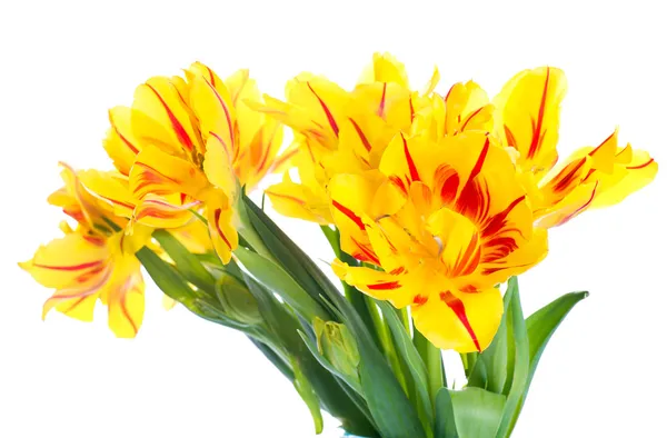 Tulipani gialli — Foto Stock