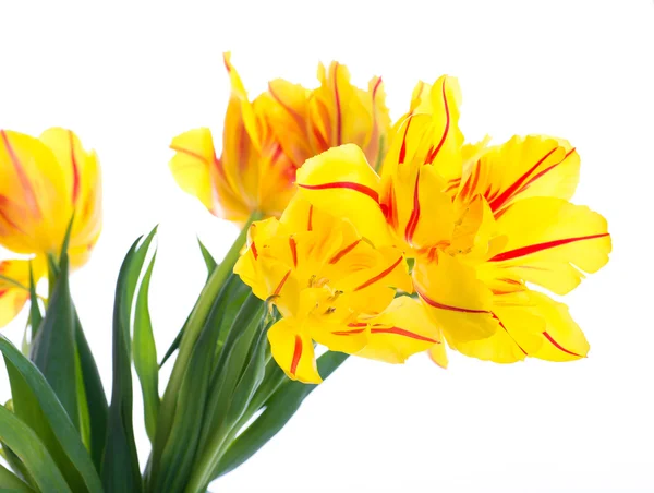 Gelbe Tulpen — Stockfoto