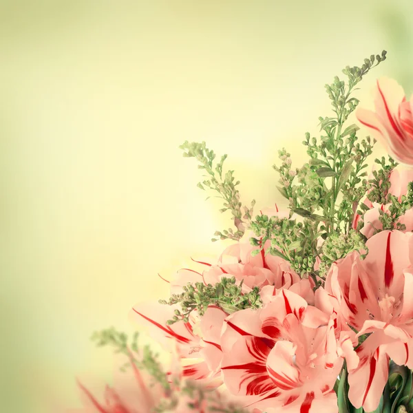 Tulipani rossi con erba verde — Foto Stock