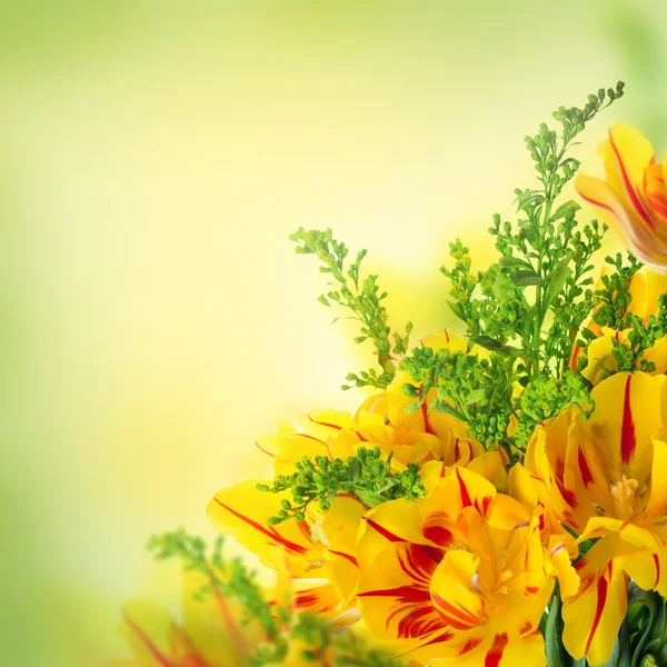 Rote Tulpen mit grünem Gras — Stockfoto