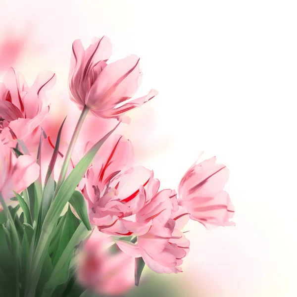 Red tulips with green grass — Stock Photo, Image