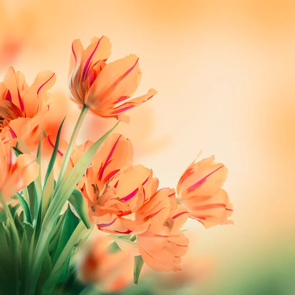 Rote Tulpen mit grünem Gras — Stockfoto