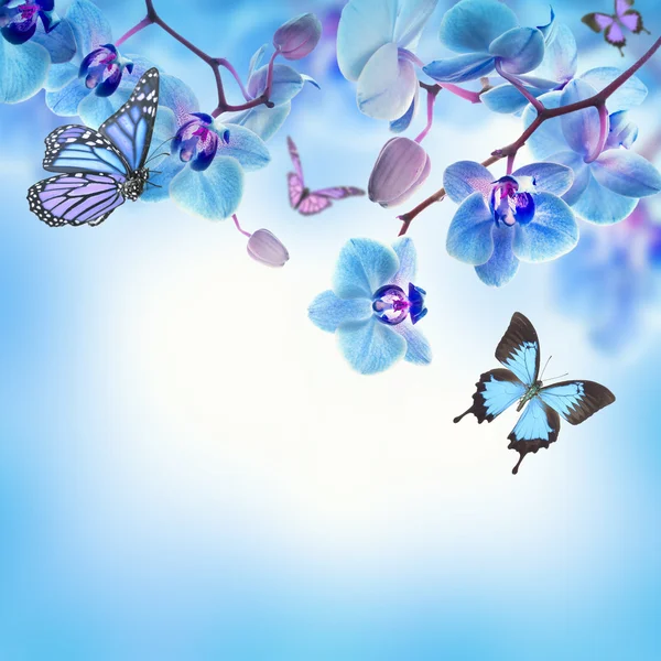 Tle kwiatów tropikalnych storczyków i motyl — Zdjęcie stockowe