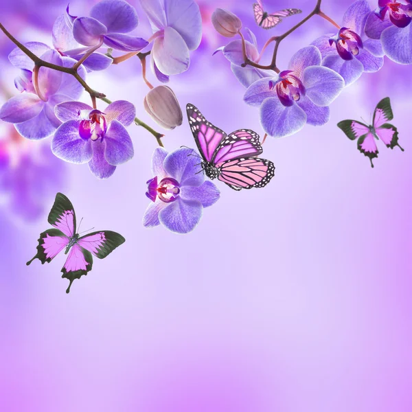 Floral bakgrund av tropiska orkidéer och fjäril — Stockfoto