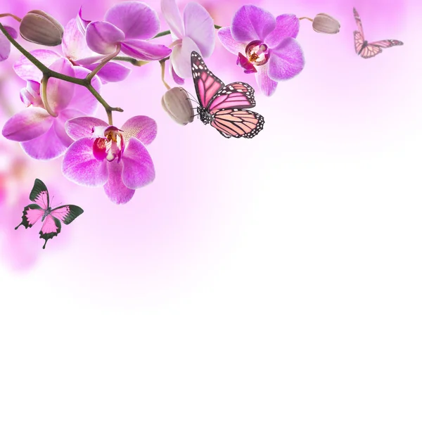 Floral bakgrund av tropiska orkidéer och fjäril — Stockfoto
